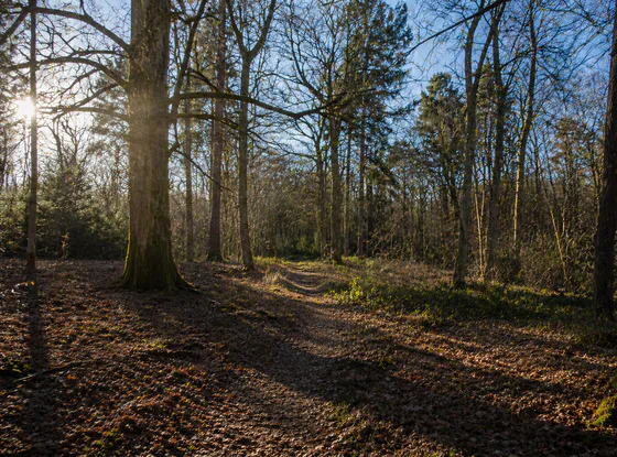 Ecology: Baseline, Habitats & Species — fieldwork