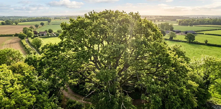 A mature tree in open countryside — the kind of retained specimen the revised BS 5837 standard will assess with a dedicated veteran tree category and larger root protection area.